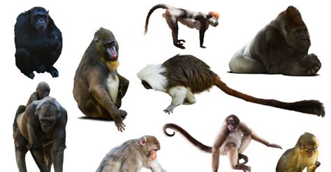 maymun türleri resimli